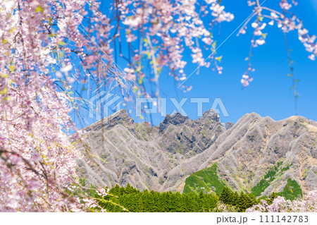 うららかな春に映える阿蘇山を背景に美しい桜が春風に靡く風景「阿蘇郡高森町」「サクラミチ」 111142783