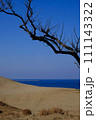 鳥取砂丘の風景・鳥取 111143322