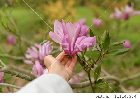 A woman's hand touches a magnolia flower A woman's hand touches a magnolia flower 111143534