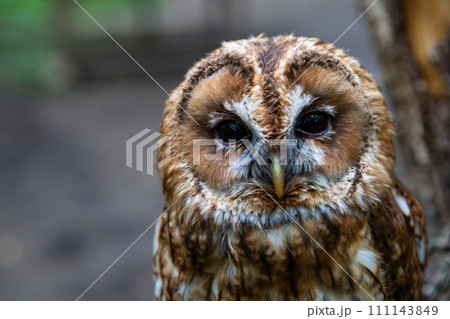かっこいいフクロウ・梟 111143849