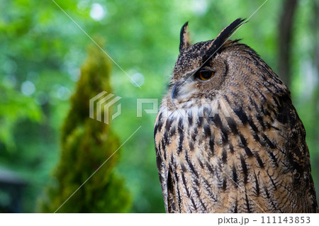 かっこいいフクロウ・梟 111143853