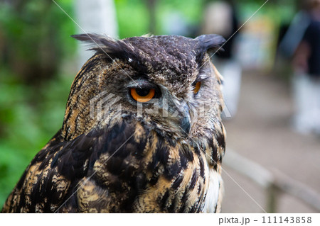 かっこいいフクロウ、ミミズク、梟の写真素材 [111143858] - PIXTA