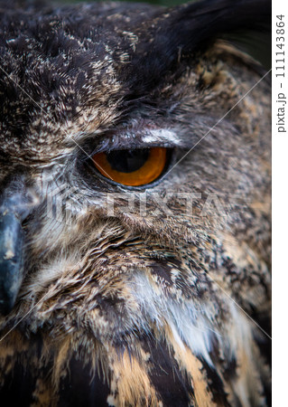 かっこいいフクロウ、ミミズク、梟の写真素材 [111143864] - PIXTA