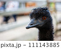 かっこいいエミュー 111143885