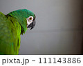 鋭い目線の緑インコ 111143886