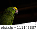 鋭い目線の緑インコ 111143887