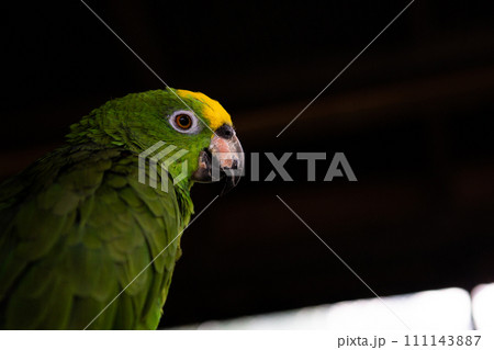 鋭い目線の緑インコ 鋭い目線の緑インコ 111143887