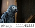 鋭い目線の灰色インコ 111143888