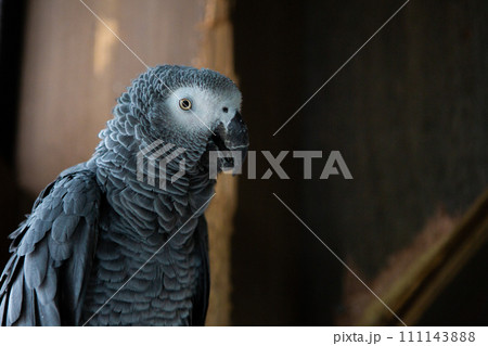 鋭い目線の灰色インコ 鋭い目線の灰色インコ 111143888