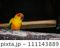 黄色いインコはどこを見ているのだろう 111143889