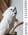 白いインコの名前はタイハクオウム 111143890