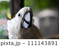 白いインコの名前はタイハクオウム 111143891