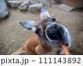 ご飯中のカンガルーのアップ 111143892