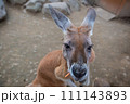 こっちを見ているカンガルー 111143893