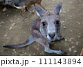こっちを見ているカンガルー、ワラビー 111143894