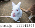 こっちを見ている白カンガルー、アルビノ 111143895
