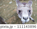 こっちを見ているカンガルー、ワラビー 111143896