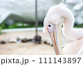 真っ白なペリカン 111143897