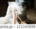 真っ白なペリカン 111143898
