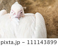 真っ白なペリカン 111143899