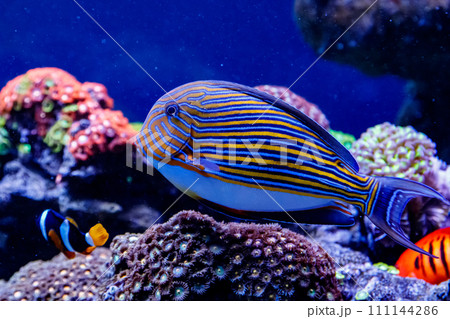 Fish Striped Surgeon Acanthurus lineatus 111144286