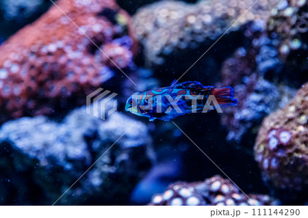 Mandarin fish Synchiropus splendidus 111144290