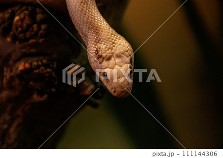snake leucistic texas rat snake leucistic texas rat 111144306