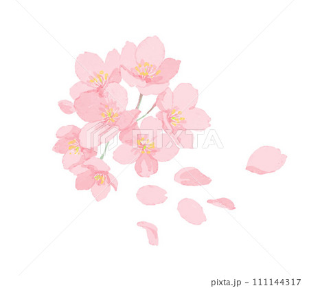 桜の花2 桜の花2 111144317