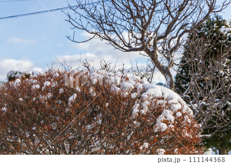 雪の積もった枝と青空 111144368