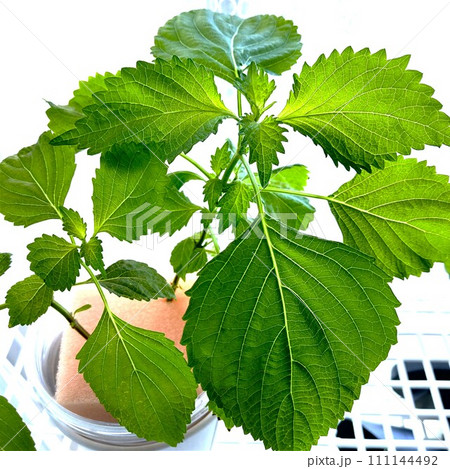 家庭菜園で育てた大葉 111144492