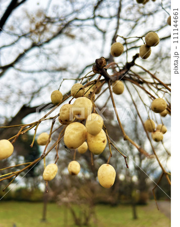 センダンの白い実 111144661