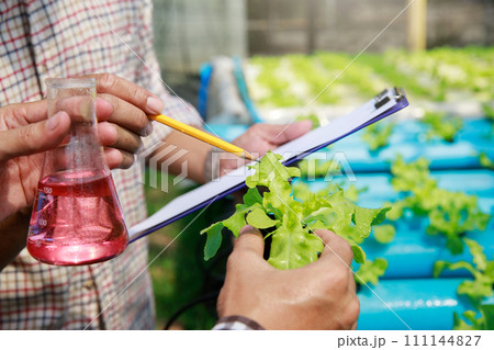 Smart agriculture technology concept - Farmer monitoring organic hydroponic red oak in plant nursery farm. Smart agriculture technology. 111144827