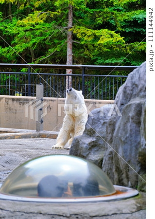 旭山動物園 ほっきょくぐま館 旭山動物園 ほっきょくぐま館 111144942
