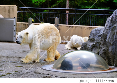 旭山動物園 ほっきょくぐま館 111144946