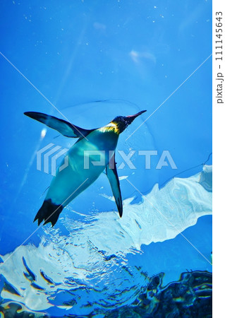 北海道旭川市　旭山動物園 ぺんぎん館 111145643