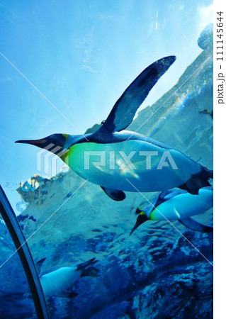 北海道旭川市 旭山動物園 ぺんぎん館 北海道旭川市 旭山動物園 ぺんぎん館 111145644