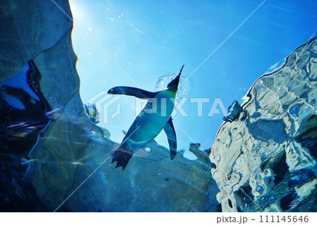 北海道旭川市　旭山動物園 ぺんぎん館 111145646