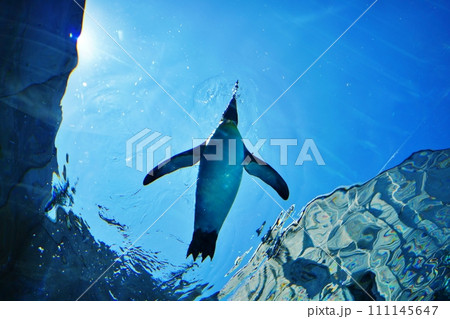 北海道旭川市　旭山動物園 ぺんぎん館 111145647