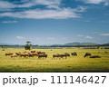 Wildebeest Wildlife during safari in Plettenberg South Africa 111146427