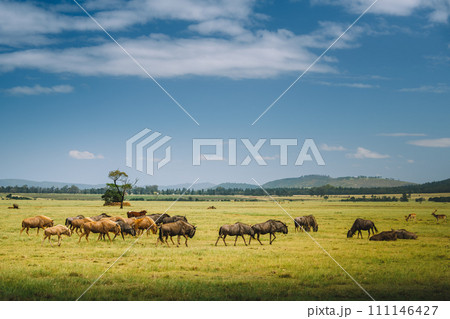 Wildebeest Wildlife during safari in Plettenberg South Africa Wildebeest Wildlife during safari in Plettenberg South Africa 111146427