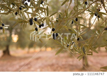 Black olives on vnth trees in an olive grove Black olives on vnth trees in an olive grove 111146747
