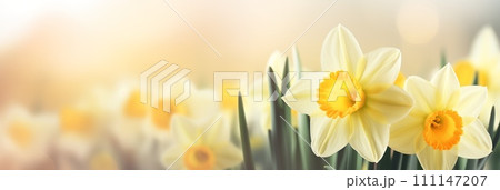 Spring flowers banner, background. Yellow daffodils flowers banner with copy space 111147207