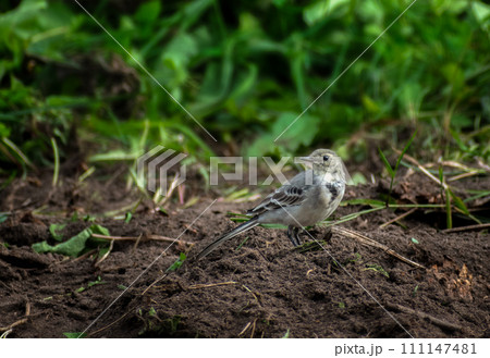 A grown-up grey wagtail chick is looking for food 111147481