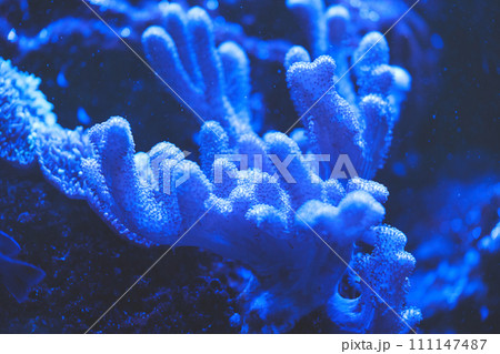 Gorgonian sea rod coral Eunicea calyculata Roatan, Honduras. download image 111147487