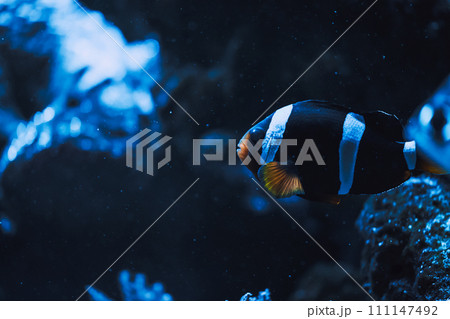 Black and white clownfish percula clownfish,clown anemonefish, anemonefishes. Amphiprion percula a popular aquarium fish. Black and white clownfish percula clownfish,clown anemonefish, anemonefishes. Amphiprion percula a popular aquarium fish. 111147492