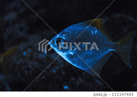 Wild fish swimming underwater in natural environment in blue water background. Wild fish swimming underwater in natural environment in blue water background. 111147493