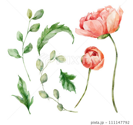 Watercolor abstract flower set of peonies, leaves and buds. Hand painted floral elements of wildflowers isolated on white background. Holiday Illustration for design, print, fabric or background. 111147792