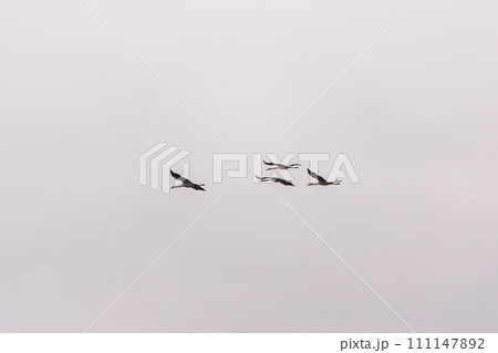 Flying cranes flock against blue sky Flying cranes flock against blue sky 111147892