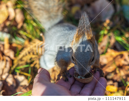 A squirrel in the autumn eats nuts from a human hand. Eurasian red squirrel, Sciurus vulgaris A squirrel in the autumn eats nuts from a human hand. Eurasian red squirrel, Sciurus vulgaris 111147911
