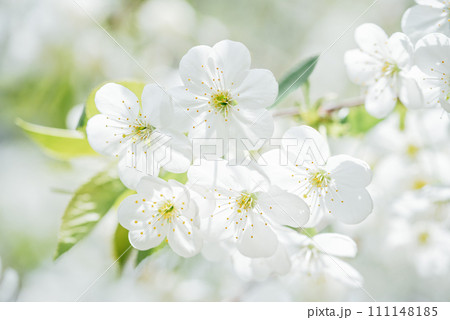 Spring background with white blossoms and sunbeamson Branches of blossoming cherry macro with soft focus background. Easter and spring greeting cards. Springtime 111148185